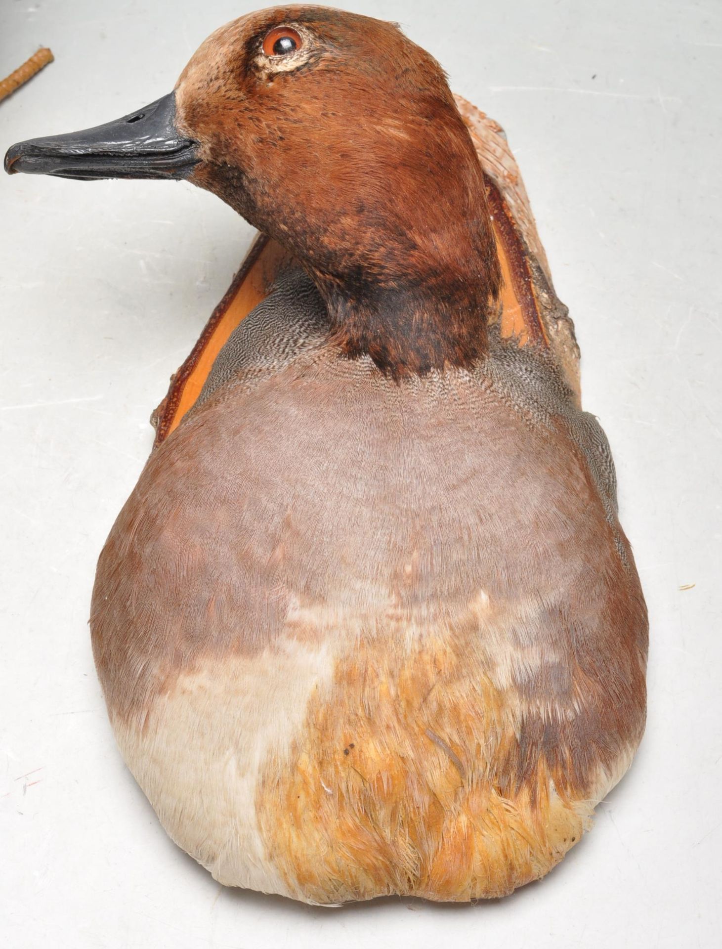COLLECTION OF LATE 20TH CENTURY VINTAGE TAXIDERMY - Image 3 of 7