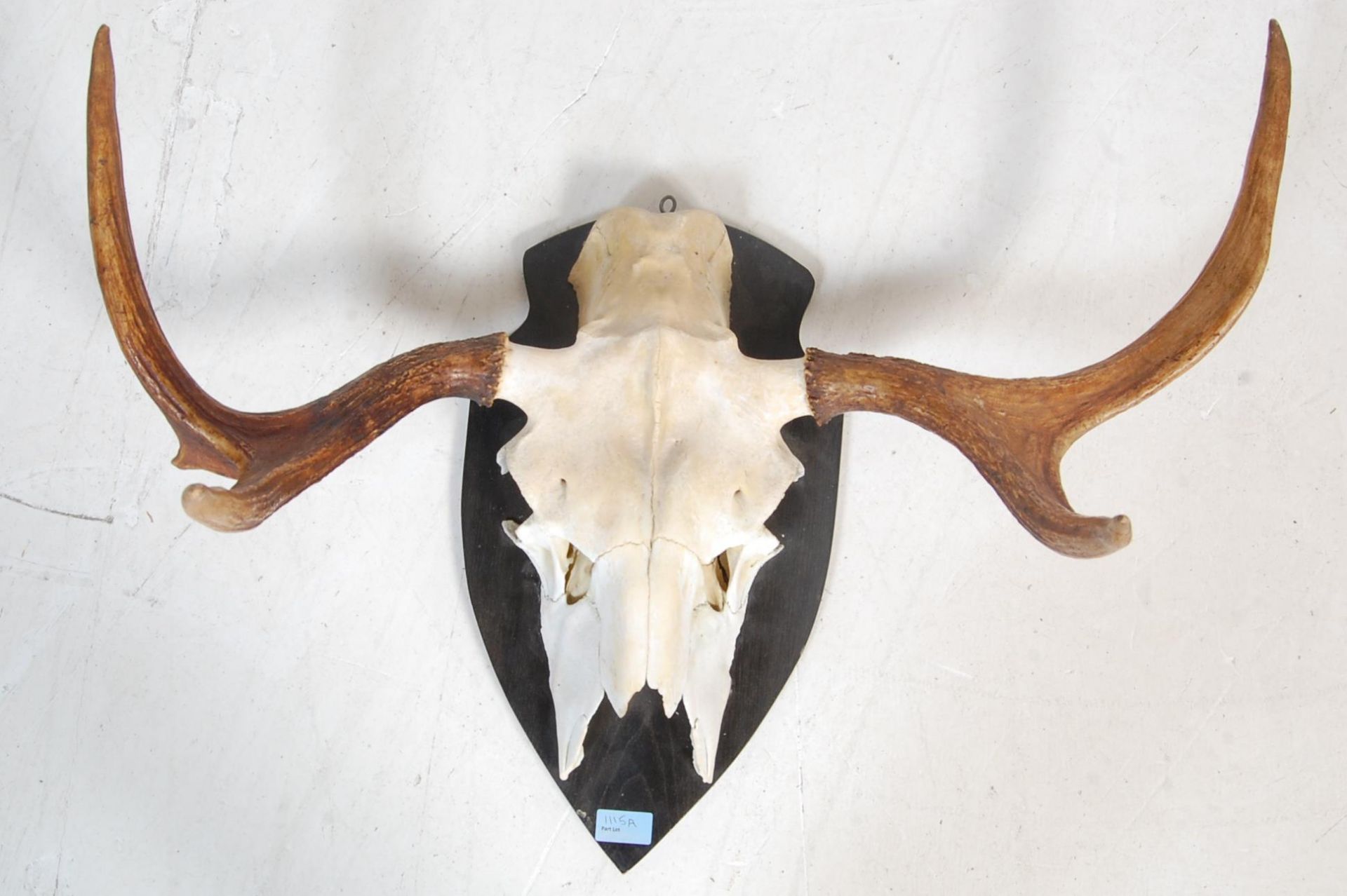 LATE 20TH CENTURY MOUNTED SWEDISH ELK SKULL