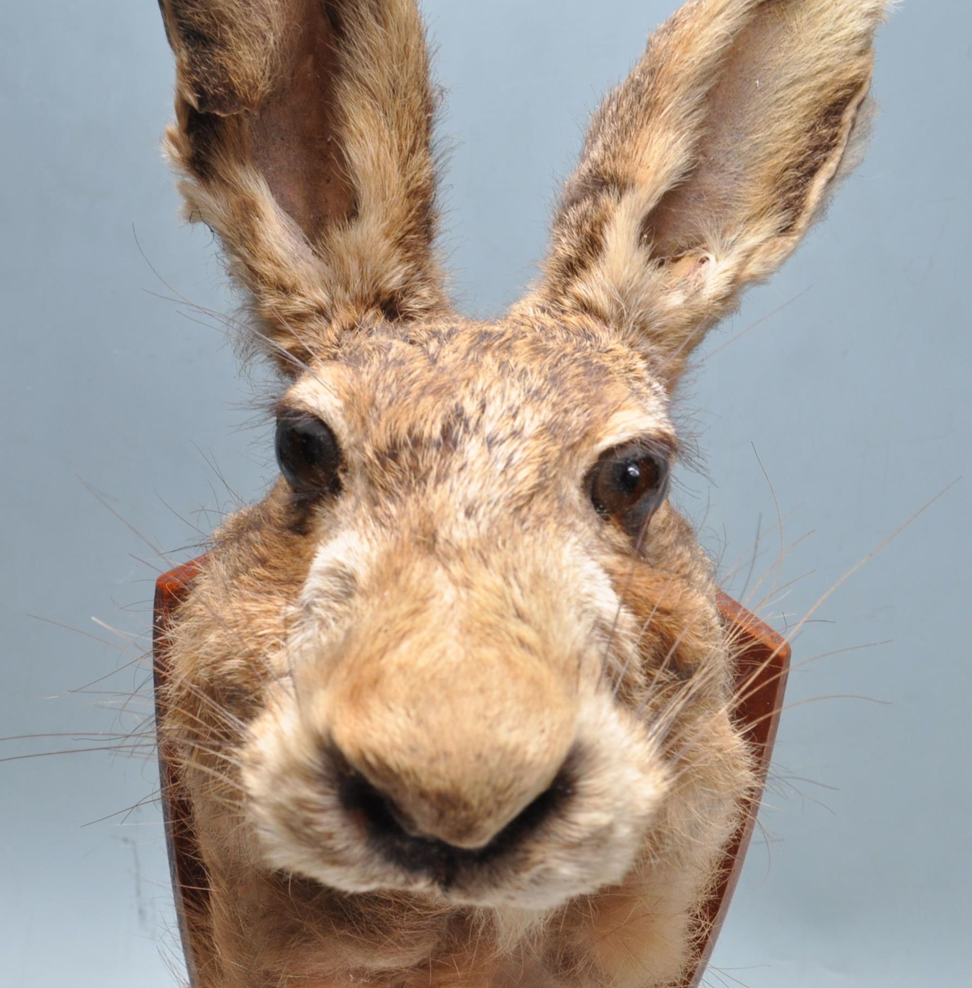 OF TAXIDERMY INTEREST - WALL MOUNTED HARES HEAD - Bild 3 aus 7