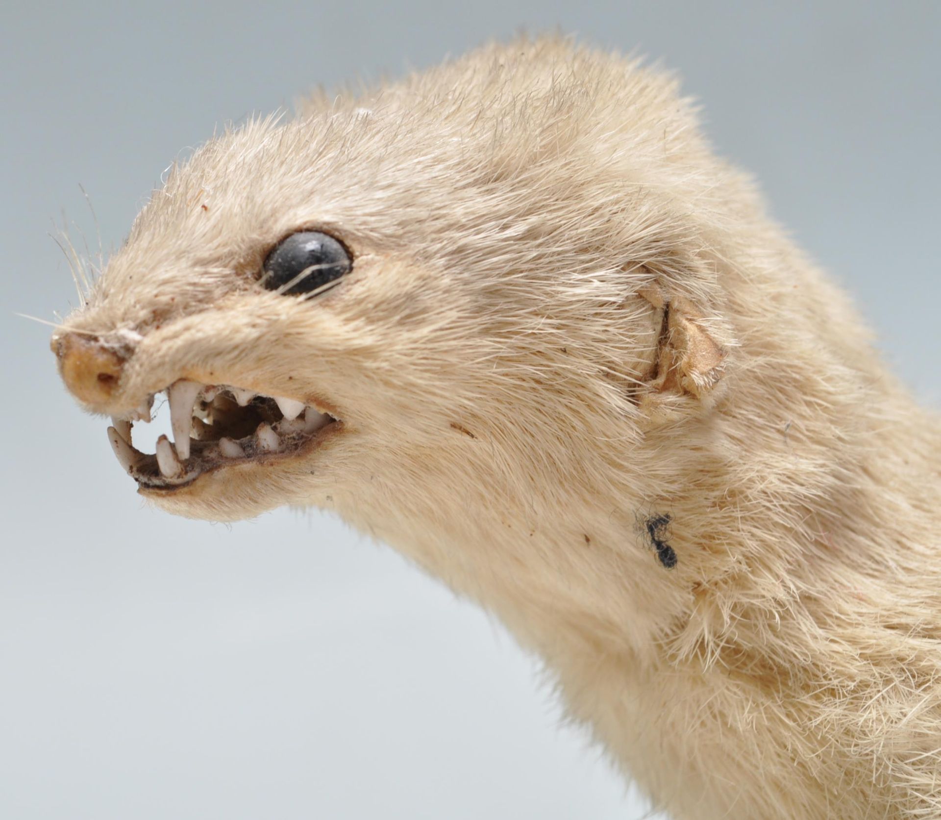 TAXIDERMY - EARLY 20TH CENTURY STOAT PERCHED ON A BRANCH - Bild 5 aus 5