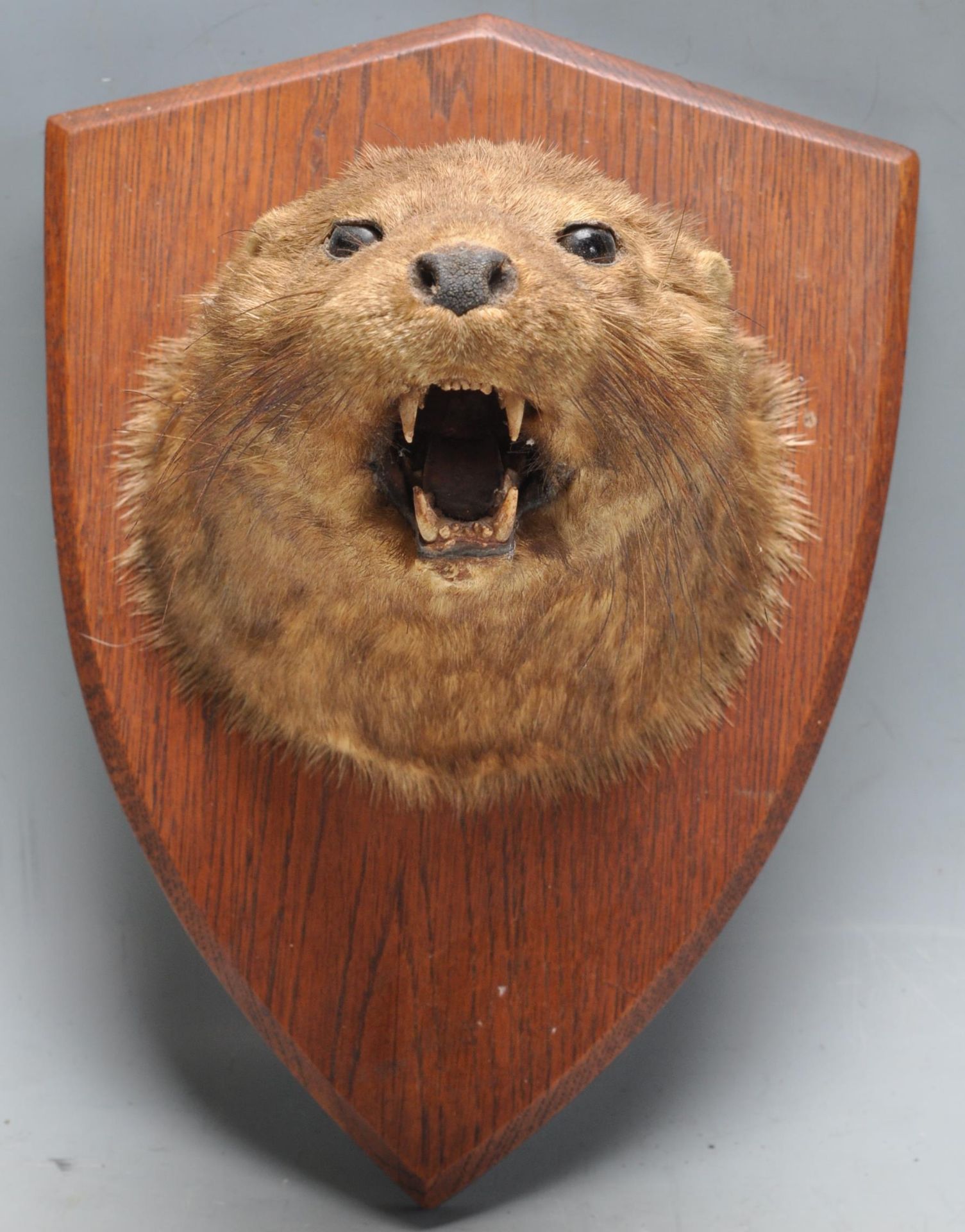 OF TAXIDERMY INTEREST - LATE 20TH CENTURY TAXIDERMY OTTERS HEAD