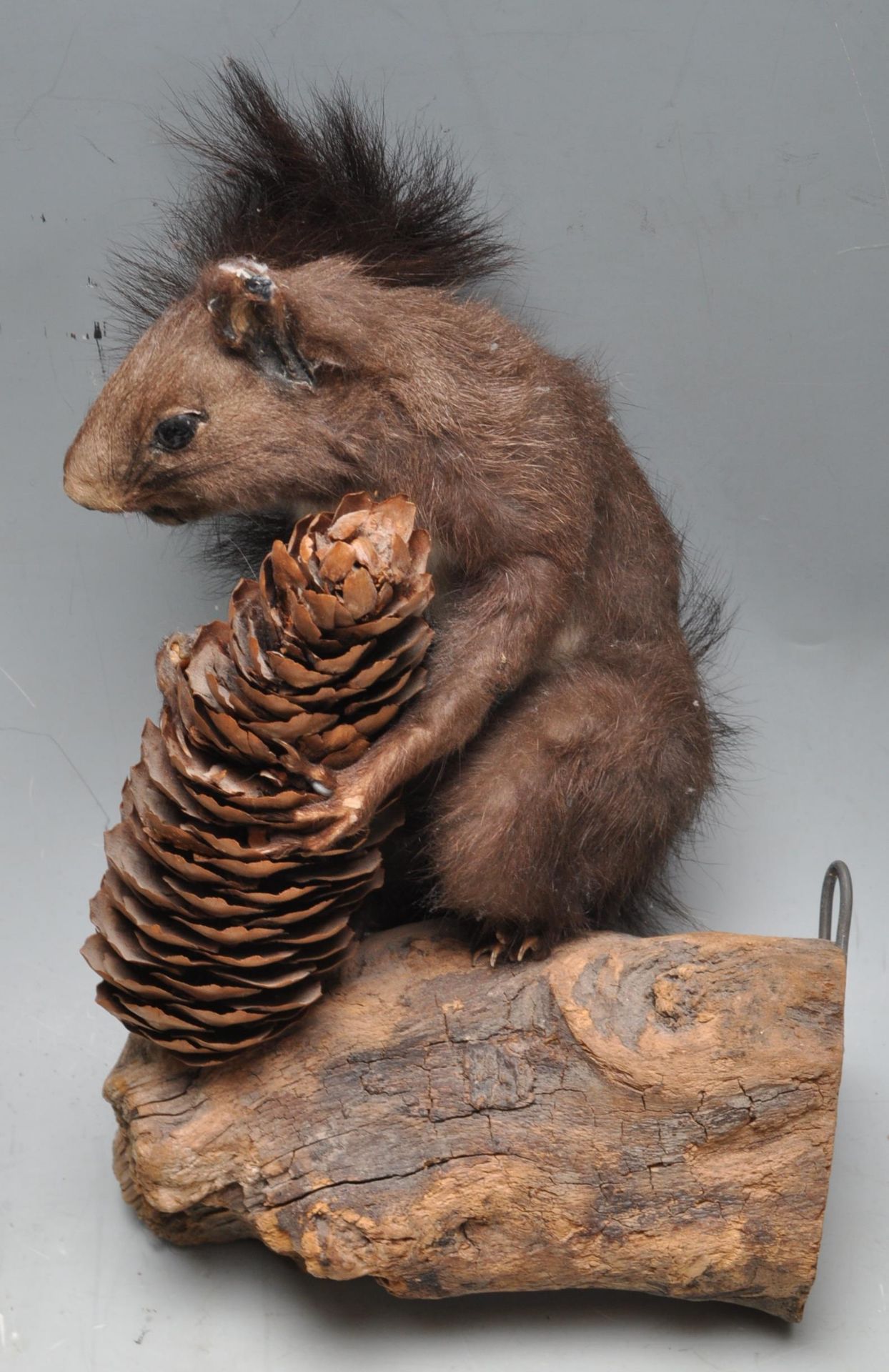 COLLECTION OF LATE 20TH CENTURY VINTAGE TAXIDERMY - Bild 6 aus 7