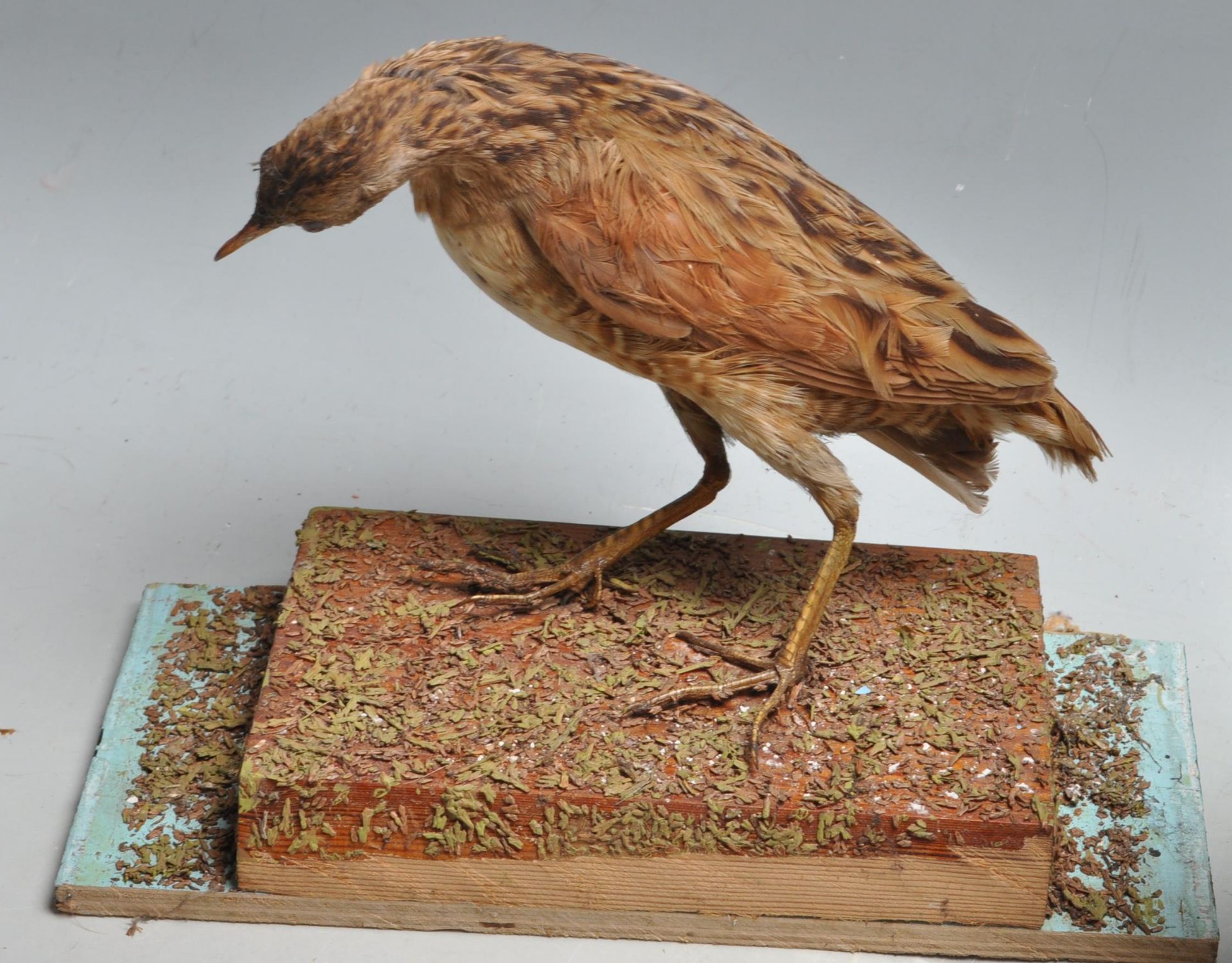 COLLECTION OF LATE 20TH CENTURY VINTAGE TAXIDERMY - Image 2 of 7
