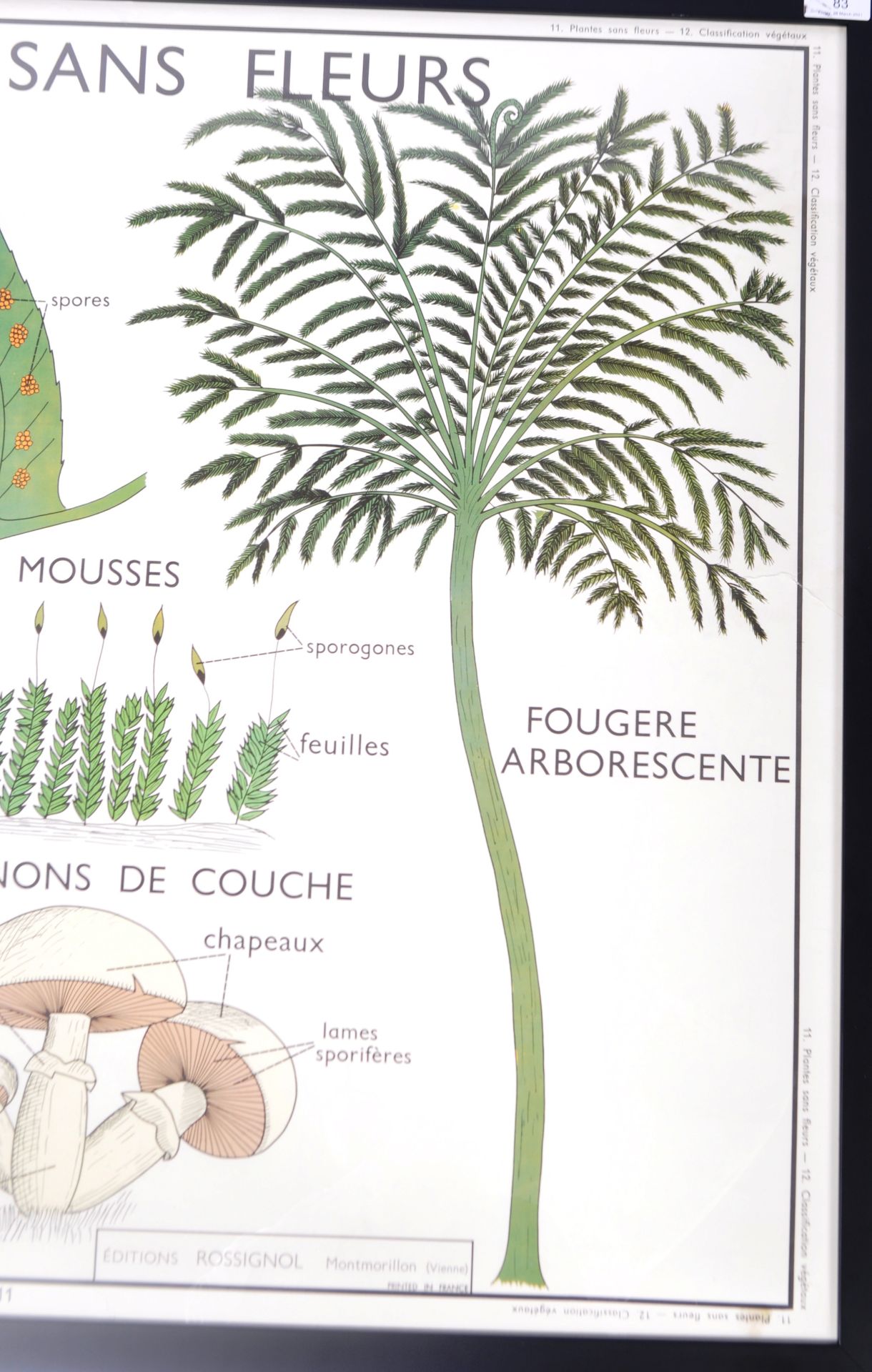 VINTAGE FRENCH FLOWERLESS PLANTS SCHOOL POSTER - Image 2 of 4