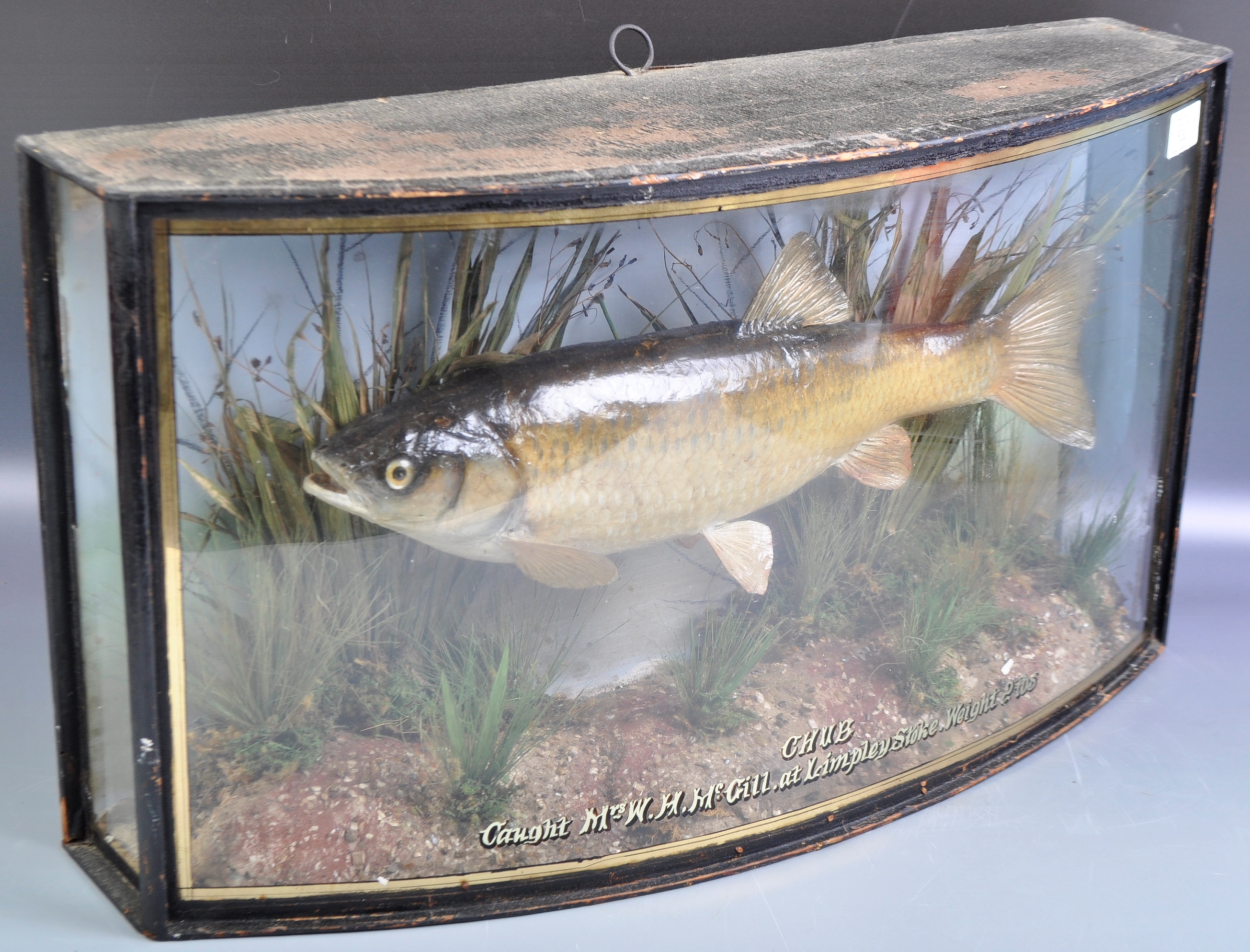 TAXIDERMY - PRESERVED CASED VICTORIAN CHUB FISH - Image 7 of 7