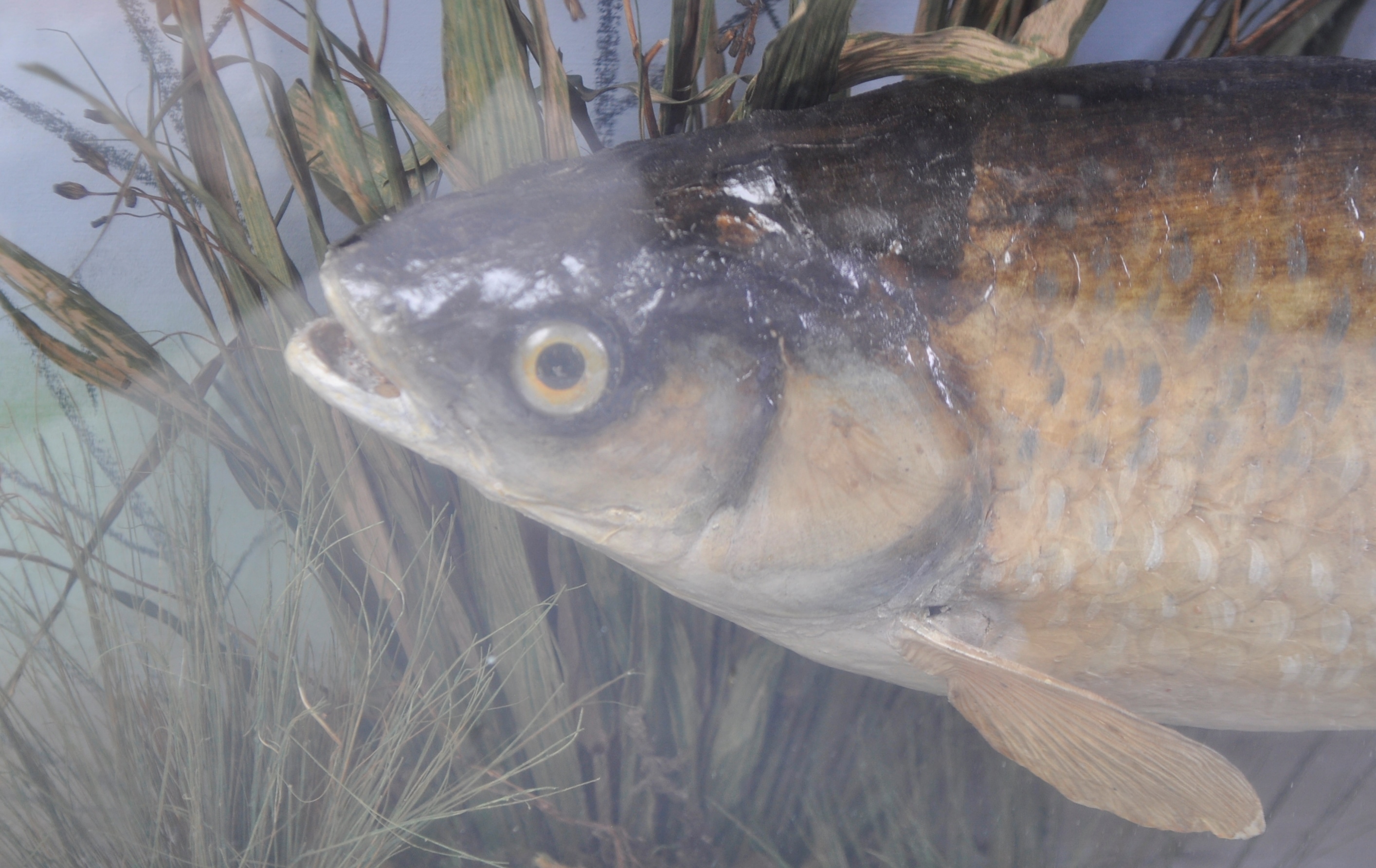 TAXIDERMY - PRESERVED CASED VICTORIAN CHUB FISH - Image 3 of 7