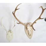 TAXIDERMY AND NATURAL HISTORY - TWO STAG HORNS ON