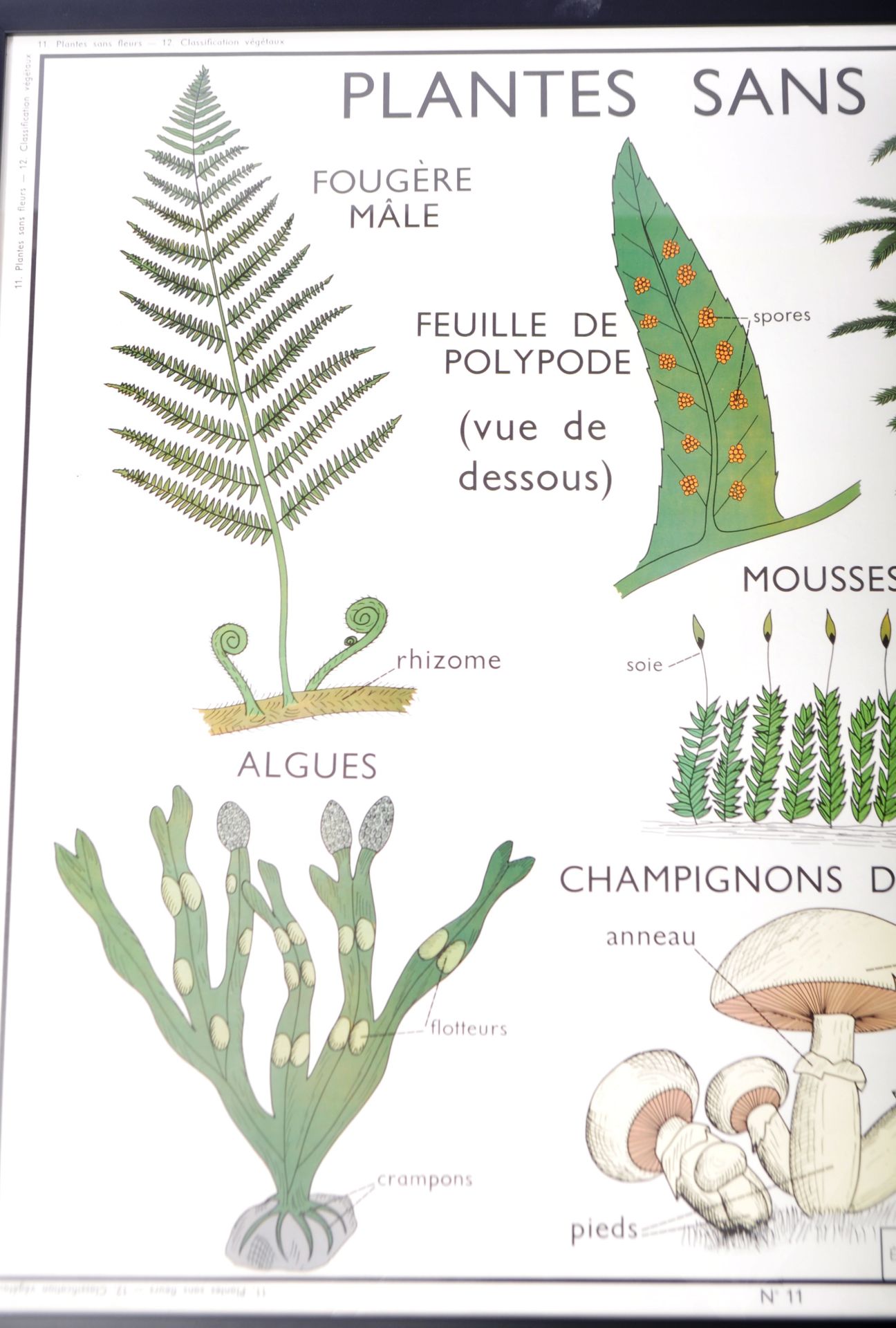 VINTAGE FRENCH FLOWERLESS PLANTS SCHOOL POSTER - Image 3 of 4
