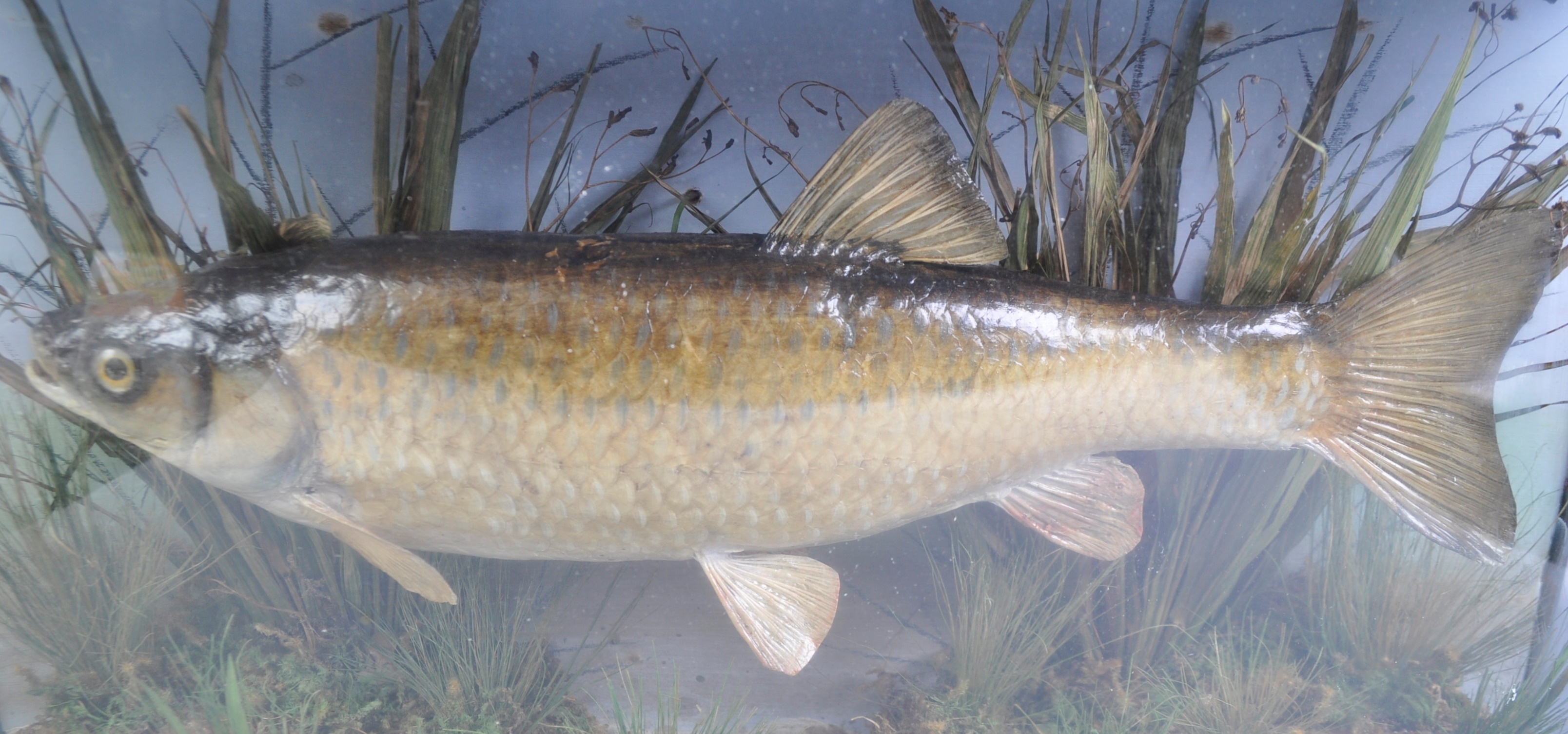 TAXIDERMY - PRESERVED CASED VICTORIAN CHUB FISH - Image 5 of 7