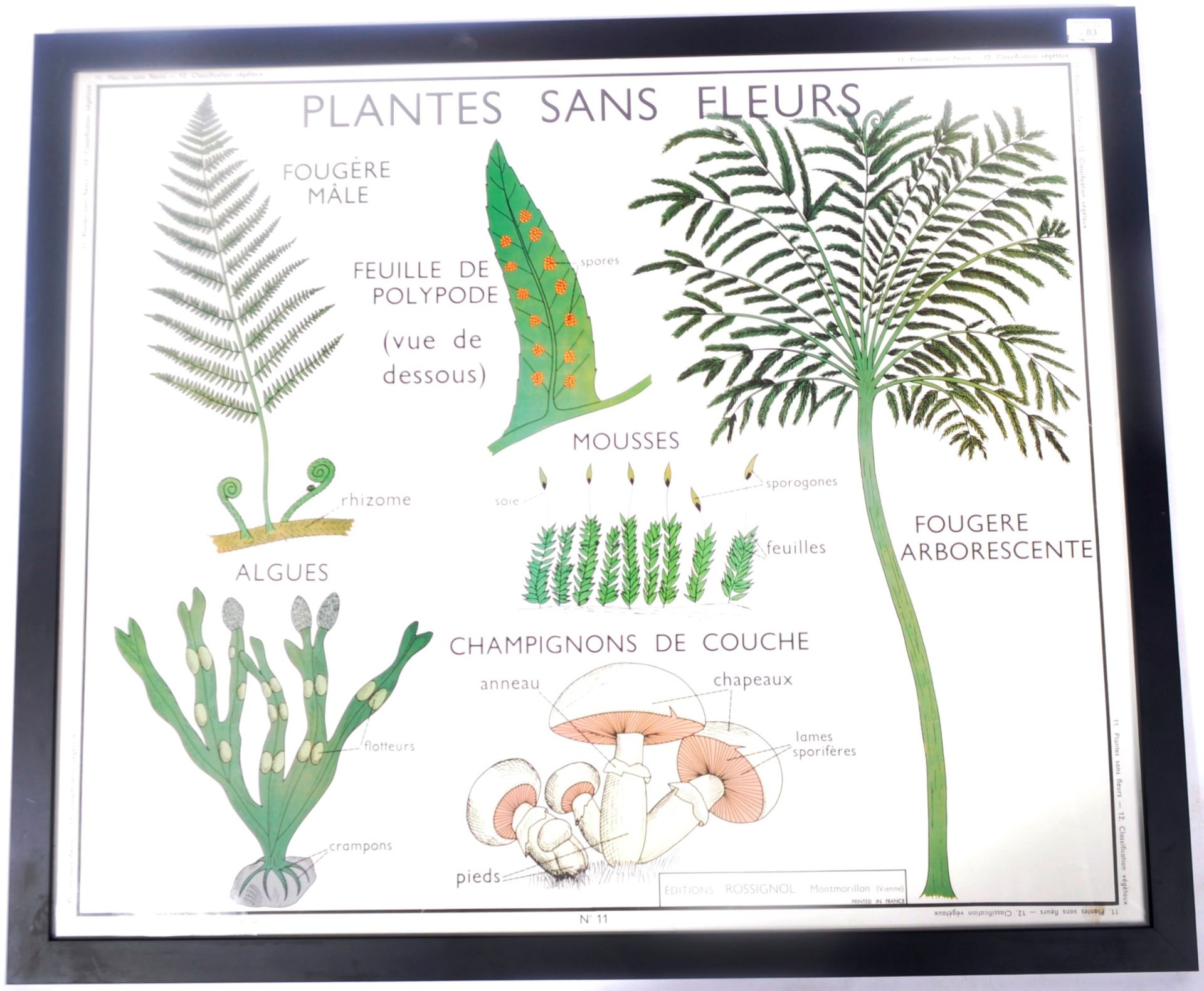 VINTAGE FRENCH FLOWERLESS PLANTS SCHOOL POSTER