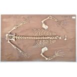 NATURAL HISTORY & TAXIDERMY INTEREST CUB SKELETON MOUNTED ON BOARD