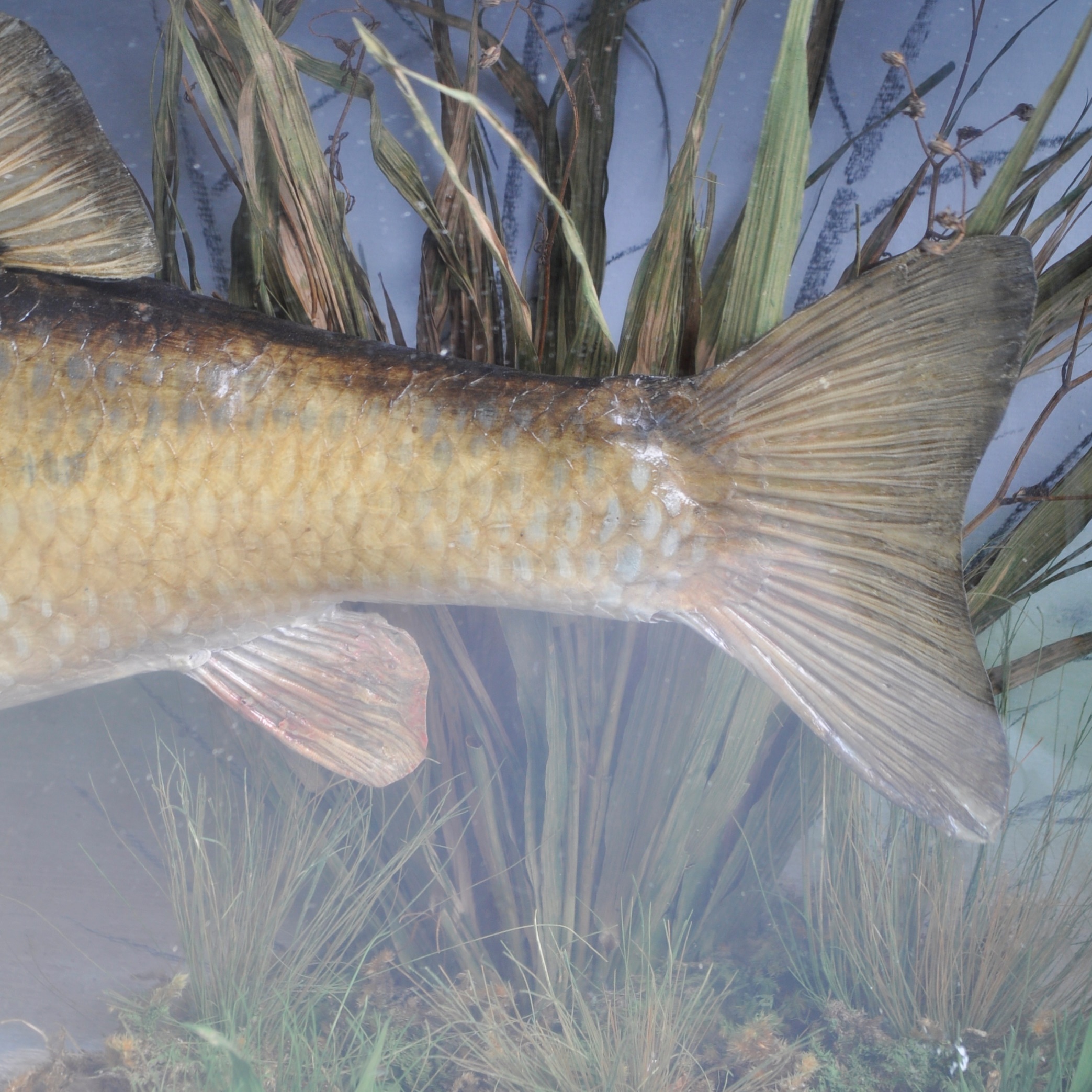 TAXIDERMY - PRESERVED CASED VICTORIAN CHUB FISH - Image 4 of 7