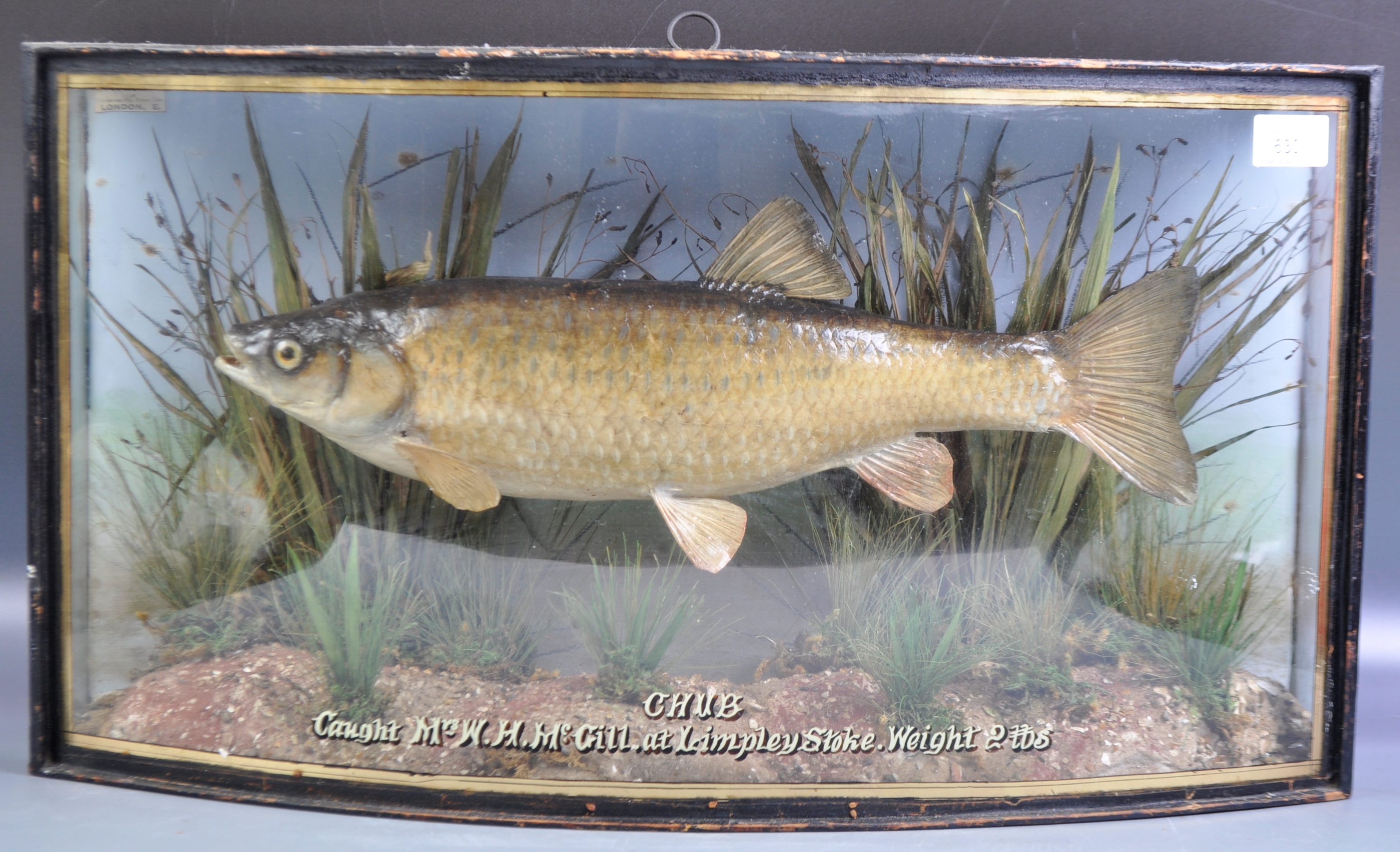 TAXIDERMY - PRESERVED CASED VICTORIAN CHUB FISH