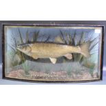 TAXIDERMY - PRESERVED CASED VICTORIAN CHUB FISH