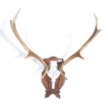 TAXIDERMY VITAGE SET OF NINE POINT STAG HORNS