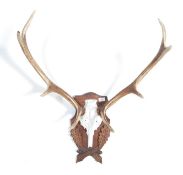 TAXIDERMY VITAGE SET OF NINE POINT STAG HORNS