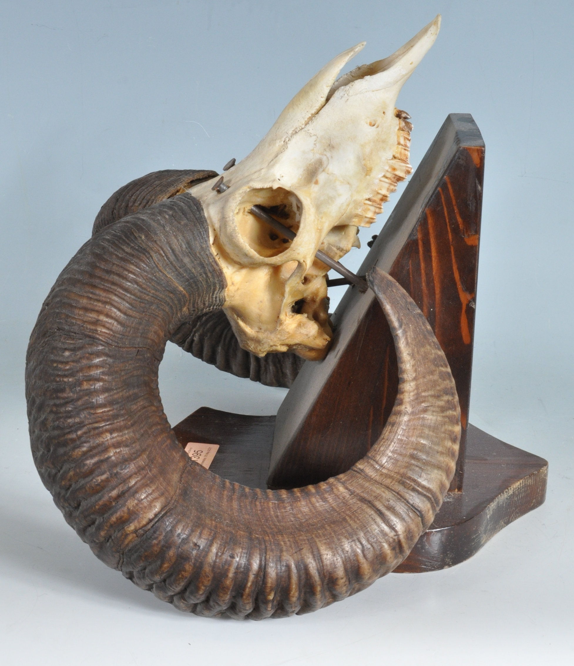 A VINTAGE 20TH CENTURY VINTAGE RAMS SKULL - Image 4 of 5