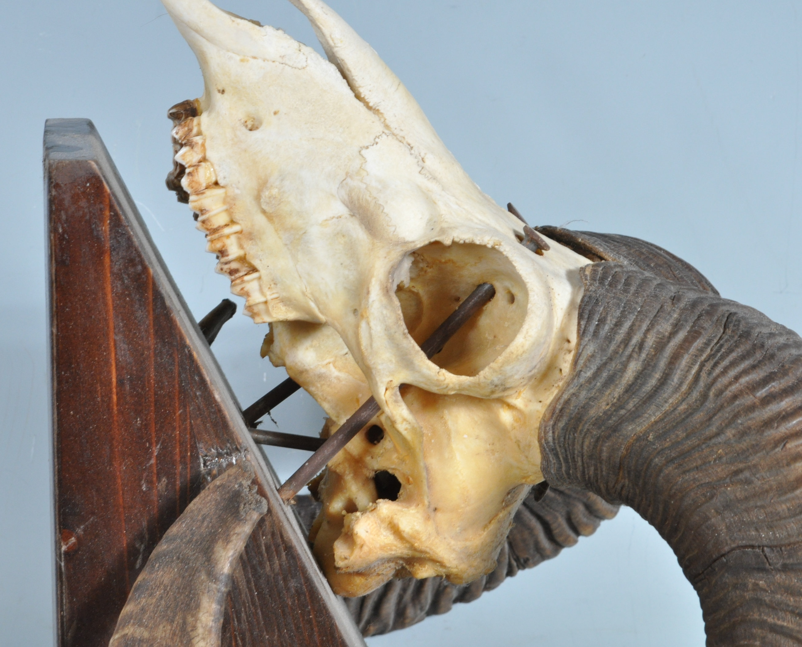 A VINTAGE 20TH CENTURY VINTAGE RAMS SKULL - Image 2 of 5