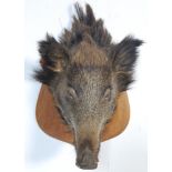 OF TAXIDERMY INTEREST - LATE 20TH CENTURY TAXIDERMY BOARS HEAD