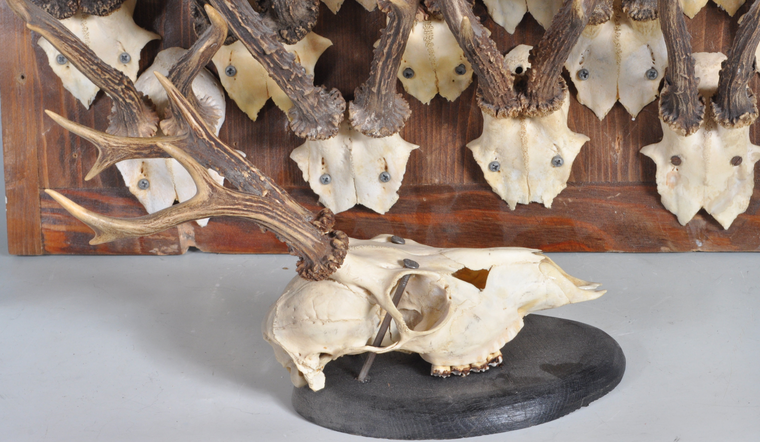 COLLECTION OF 35 VINTAGE 20TH CENTURY ROE DEER SKULLS - Image 2 of 5