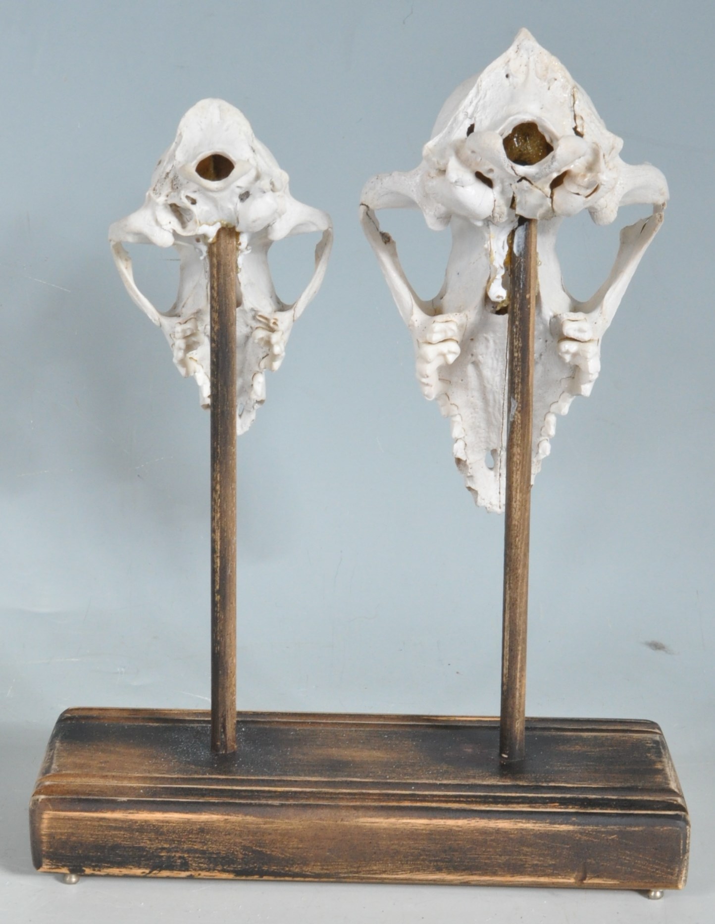 TWO MOUNTED FOXES SKULLS - Image 4 of 5