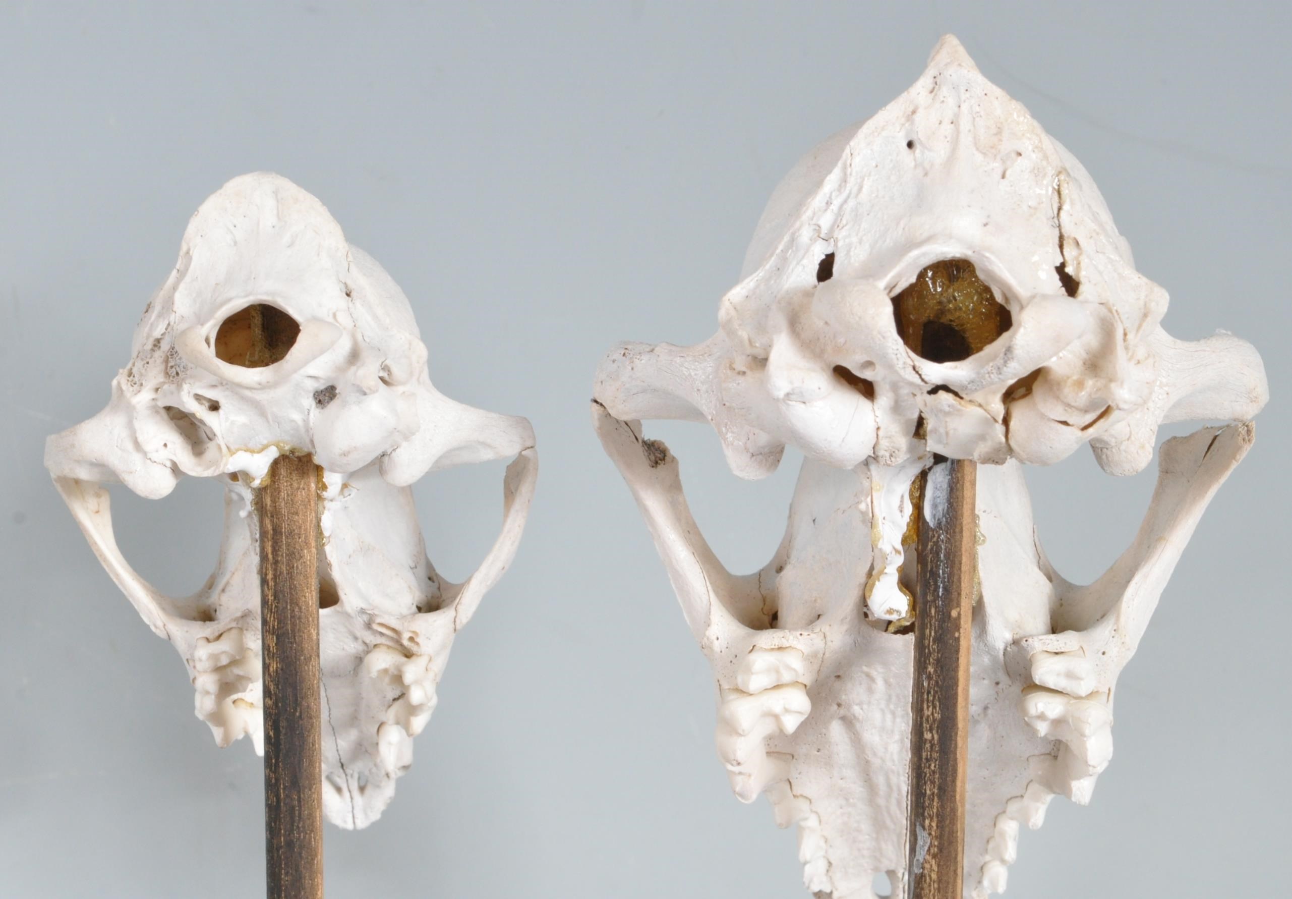TWO MOUNTED FOXES SKULLS - Image 5 of 5