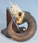 A VINTAGE 20TH CENTURY VINTAGE RAMS SKULL