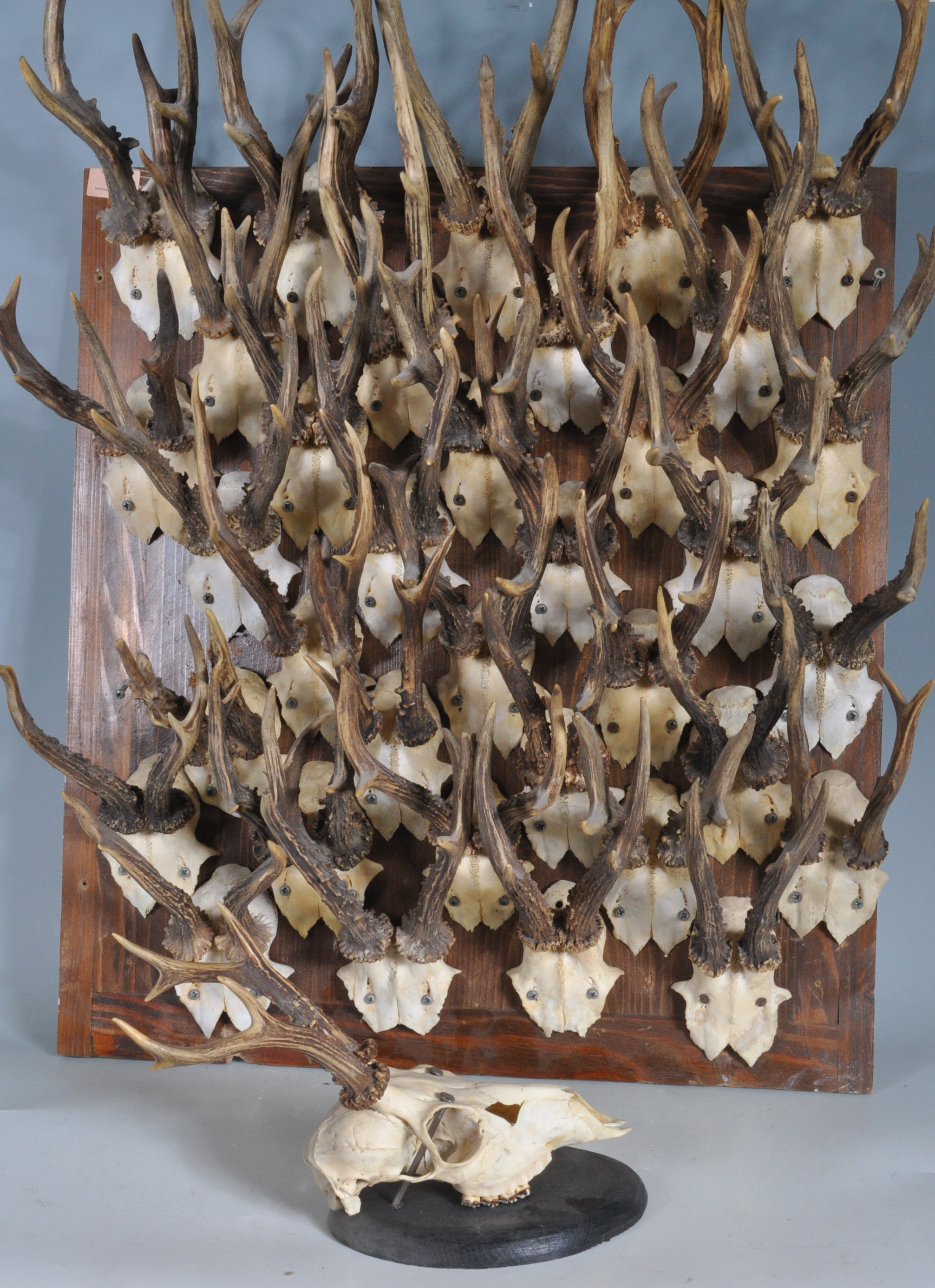 COLLECTION OF 35 VINTAGE 20TH CENTURY ROE DEER SKULLS