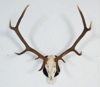 VINATGE 20TH CENTURY DEERS ANTLERS