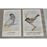 COMMON INDIAN BIRDS - BOMBAY NATURAL HISTORY SOCIETY BOOK