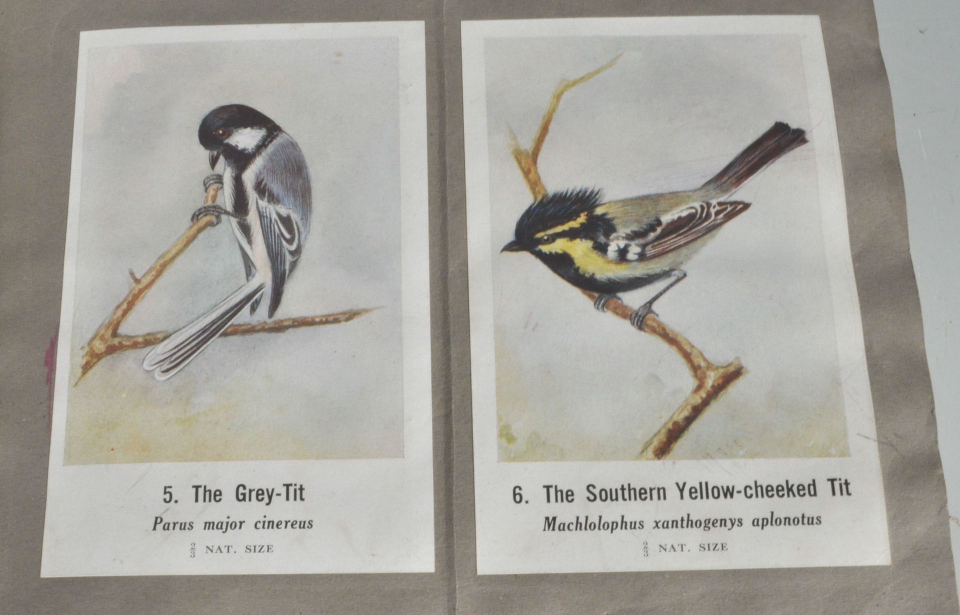 COMMON INDIAN BIRDS - BOMBAY NATURAL HISTORY SOCIETY BOOK