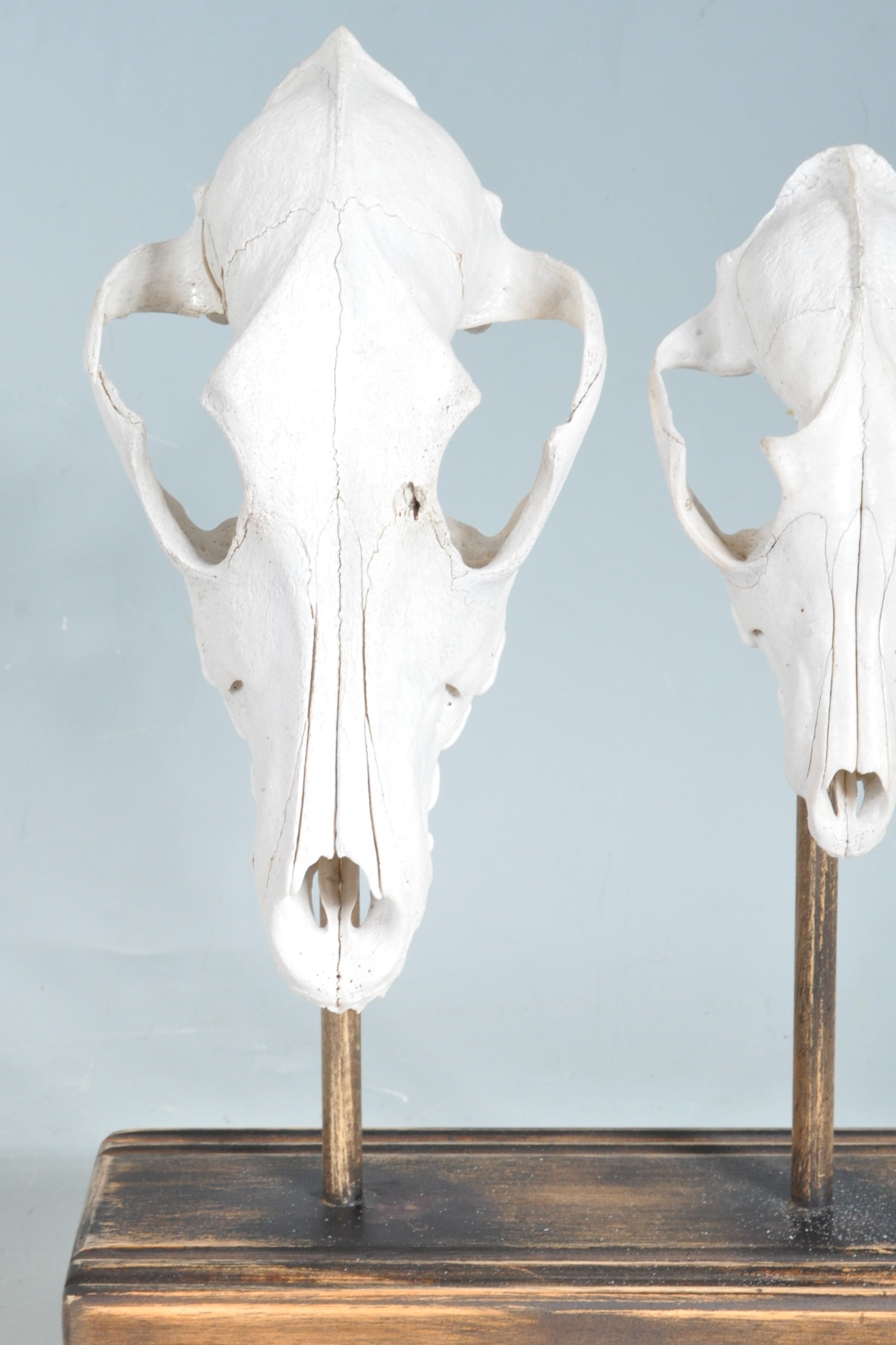 TWO MOUNTED FOXES SKULLS - Image 2 of 5