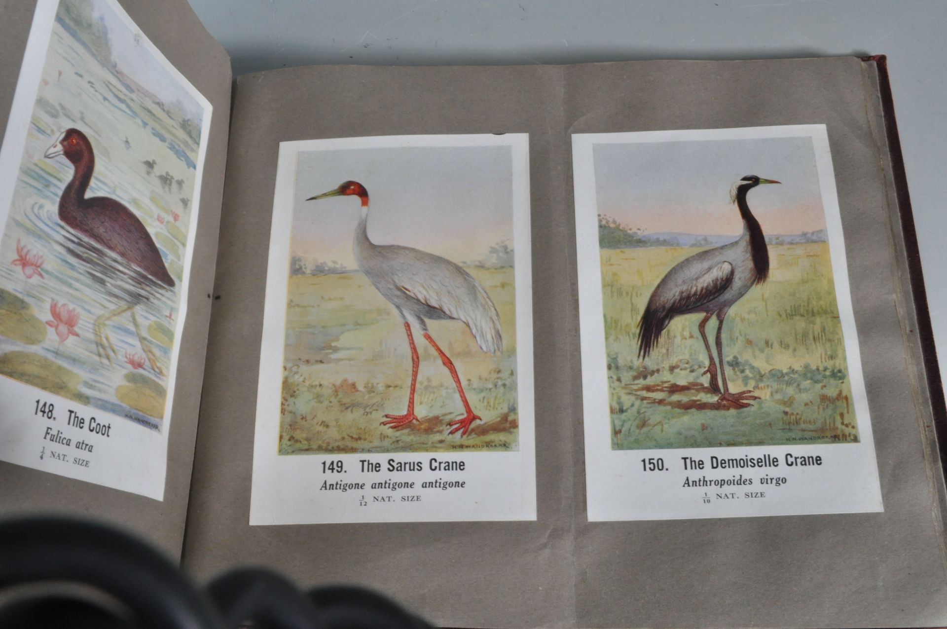 COMMON INDIAN BIRDS - BOMBAY NATURAL HISTORY SOCIETY BOOK - Image 13 of 13