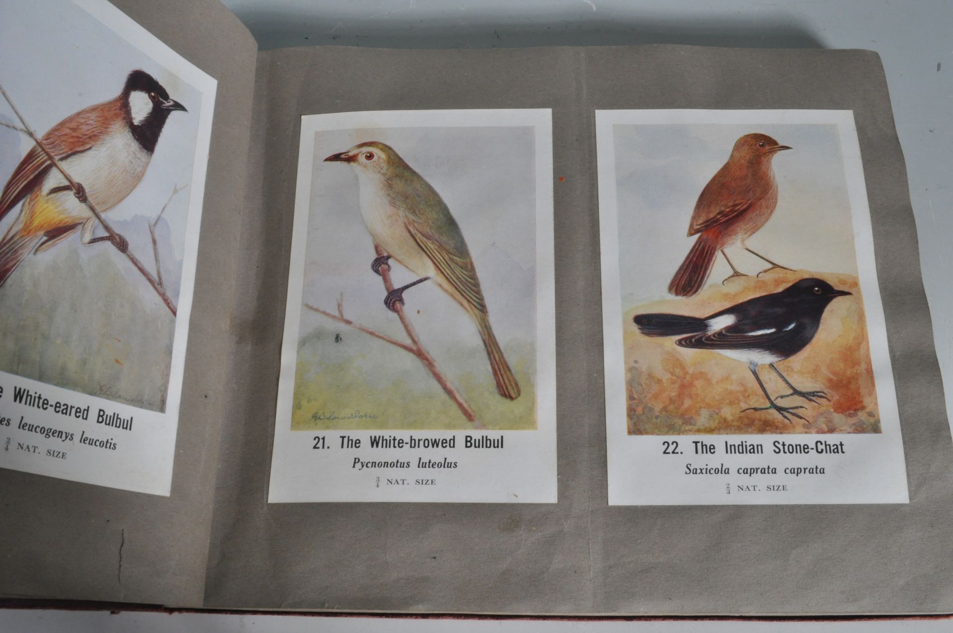 COMMON INDIAN BIRDS - BOMBAY NATURAL HISTORY SOCIETY BOOK - Image 9 of 13