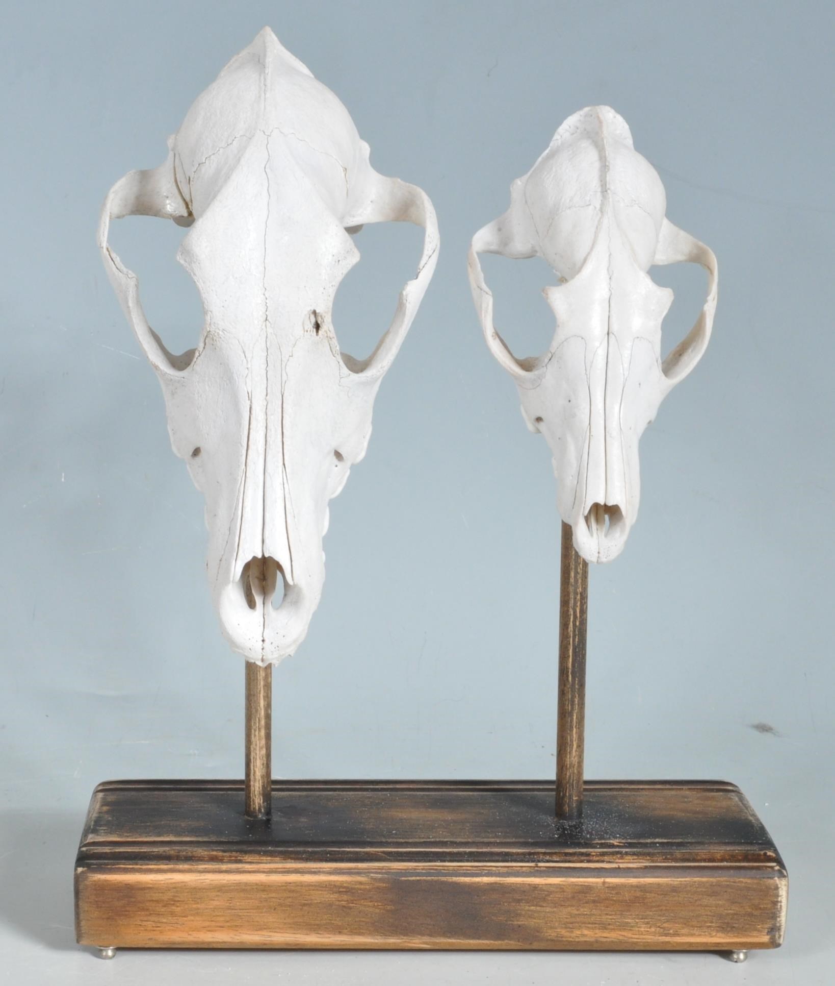 TWO MOUNTED FOXES SKULLS