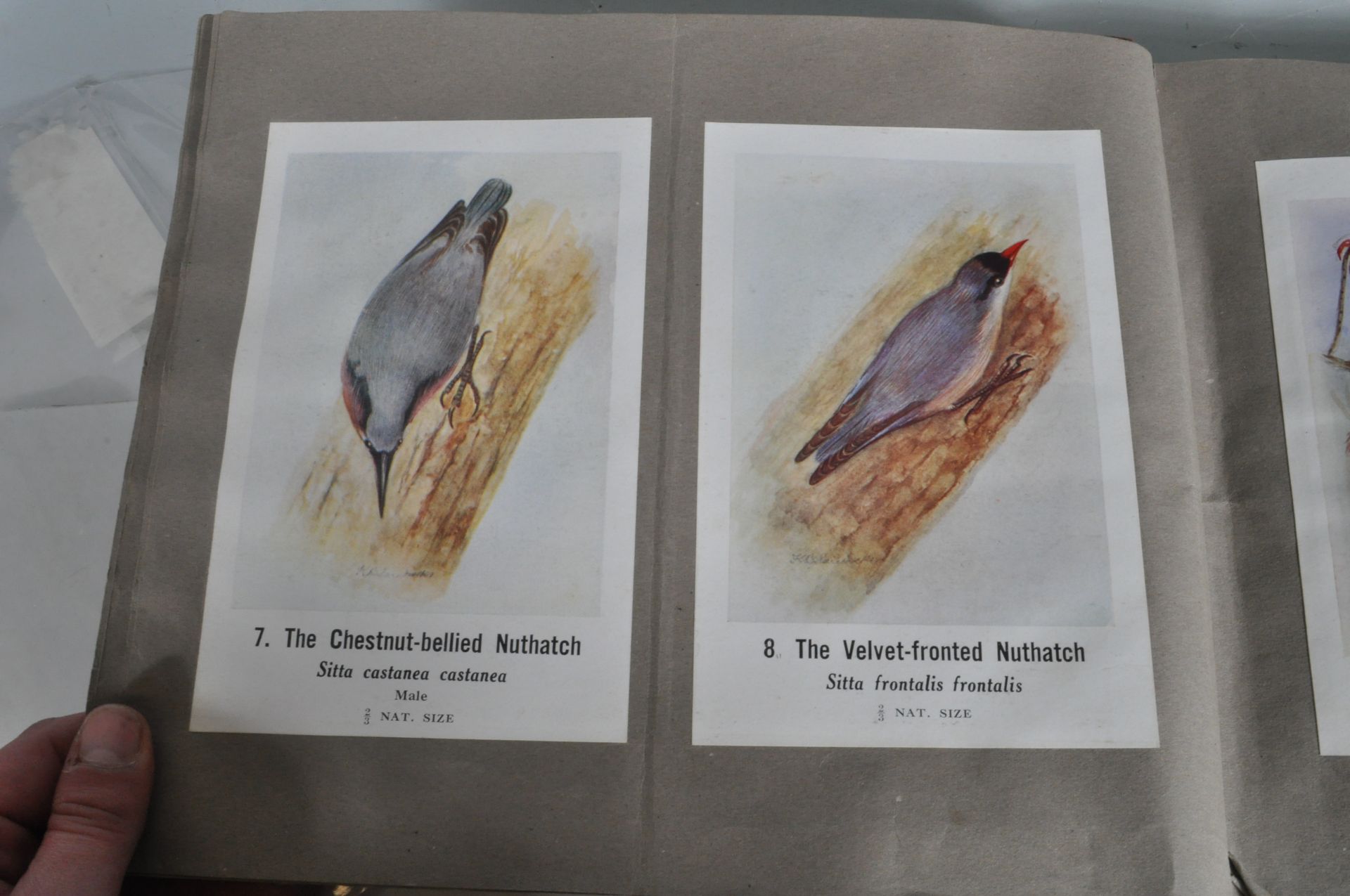 COMMON INDIAN BIRDS - BOMBAY NATURAL HISTORY SOCIETY BOOK - Image 12 of 13