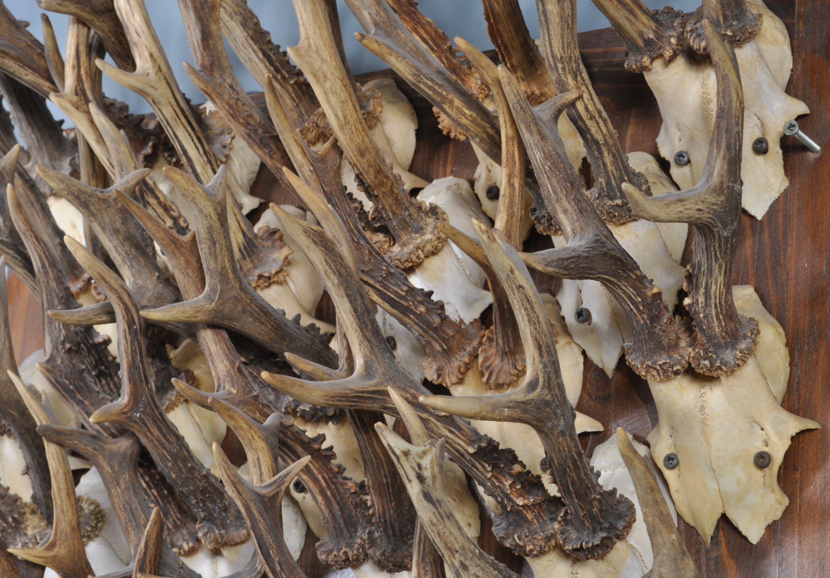 COLLECTION OF 35 VINTAGE 20TH CENTURY ROE DEER SKULLS - Image 5 of 5