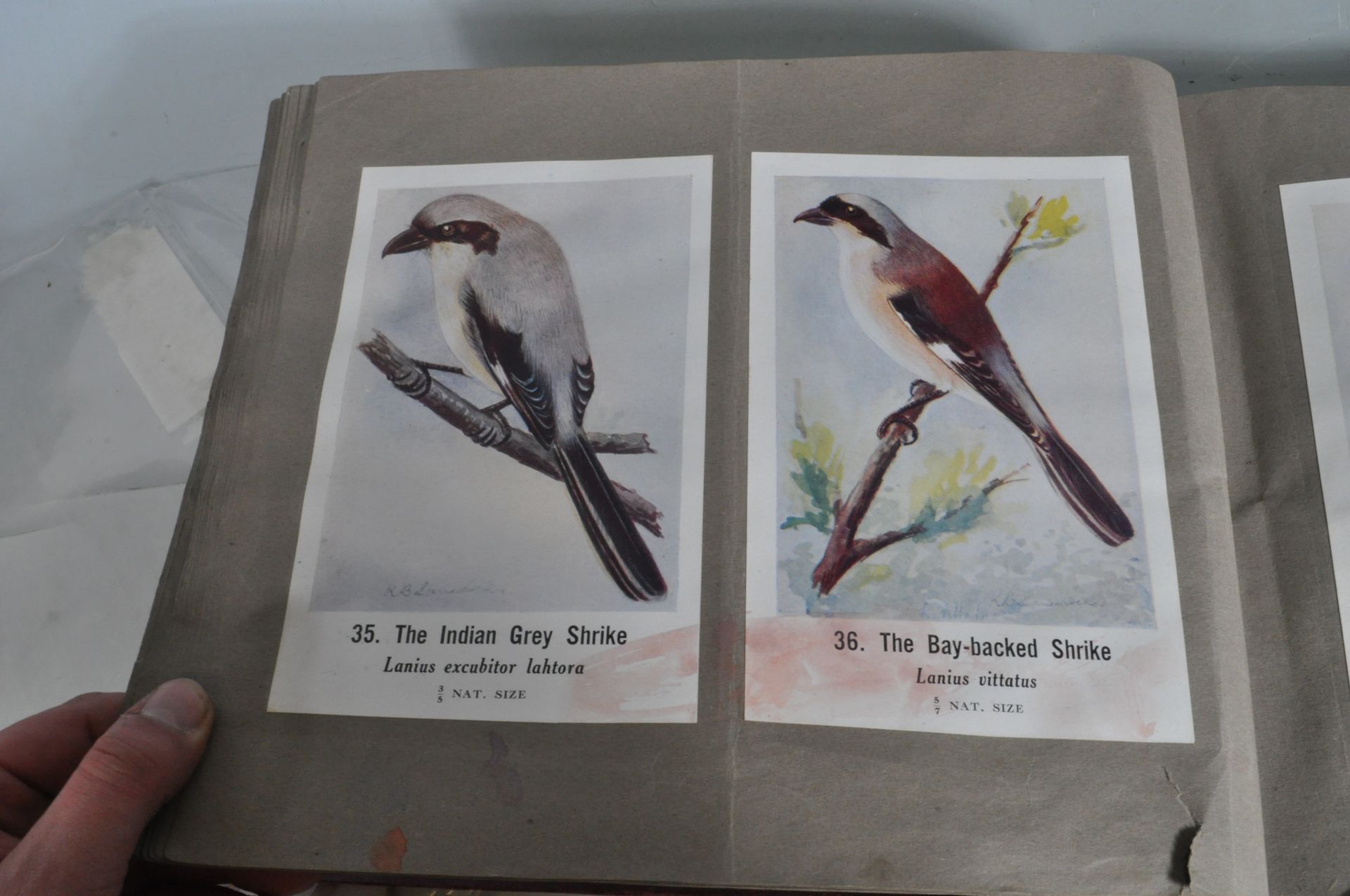 COMMON INDIAN BIRDS - BOMBAY NATURAL HISTORY SOCIETY BOOK - Image 6 of 13