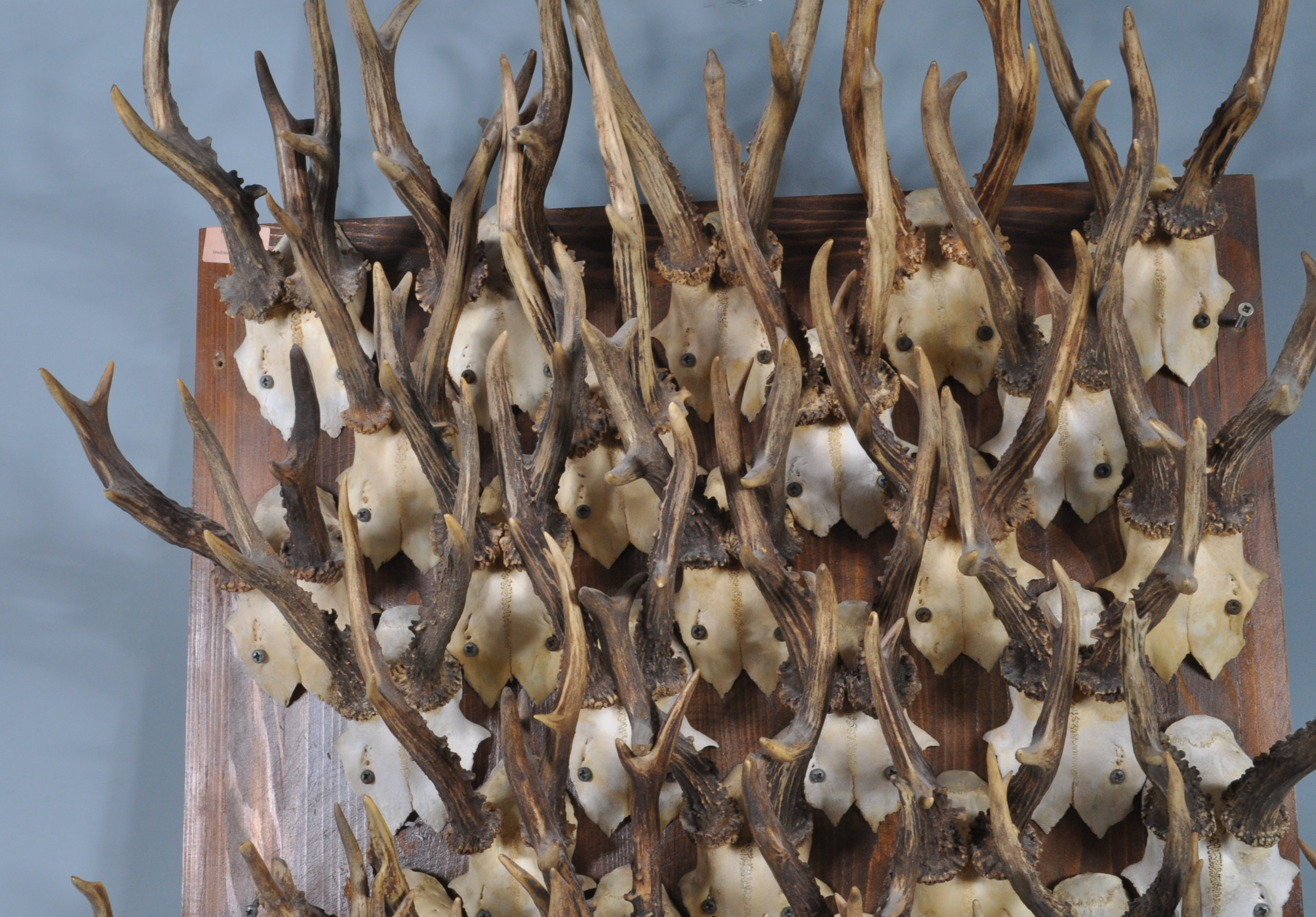 COLLECTION OF 35 VINTAGE 20TH CENTURY ROE DEER SKULLS - Image 4 of 5