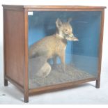 VICTORIAN CASED TAXIDERMY EXAMPLE OF A FOX