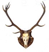 TAXIDERMY - WALL MOUNTED SKULL AND STAG ANTLERS TROPHY