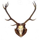 TAXIDERMY - WALL MOUNTED SKULL AND STAG ANTLERS TROPHY