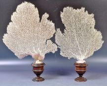 TAXIDERMY & NATURAL HISTORY - PAIR OF ANTIQUE FAN CORALS ON STAND