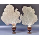 TAXIDERMY & NATURAL HISTORY - PAIR OF ANTIQUE FAN CORALS ON STAND