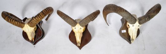 TAXIDERMY - GROUP OF THREE RAMS SKULL AND HORNS