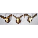 TAXIDERMY - GROUP OF THREE RAMS SKULL AND HORNS