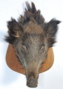 OF TAXIDERMY INTEREST - LATE 20TH CENTURY TAXIDERMY BOARS HEAD