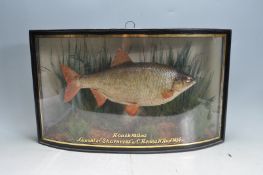 WITHDRAWN - OF TAXIDERMY INTEREST - 1930S TAXIDERMY ROACH IN BOW FRONT GLASS CASE
