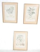 COLLECTION OF THREE 19TH CENTURY BOTANICAL PRINTS