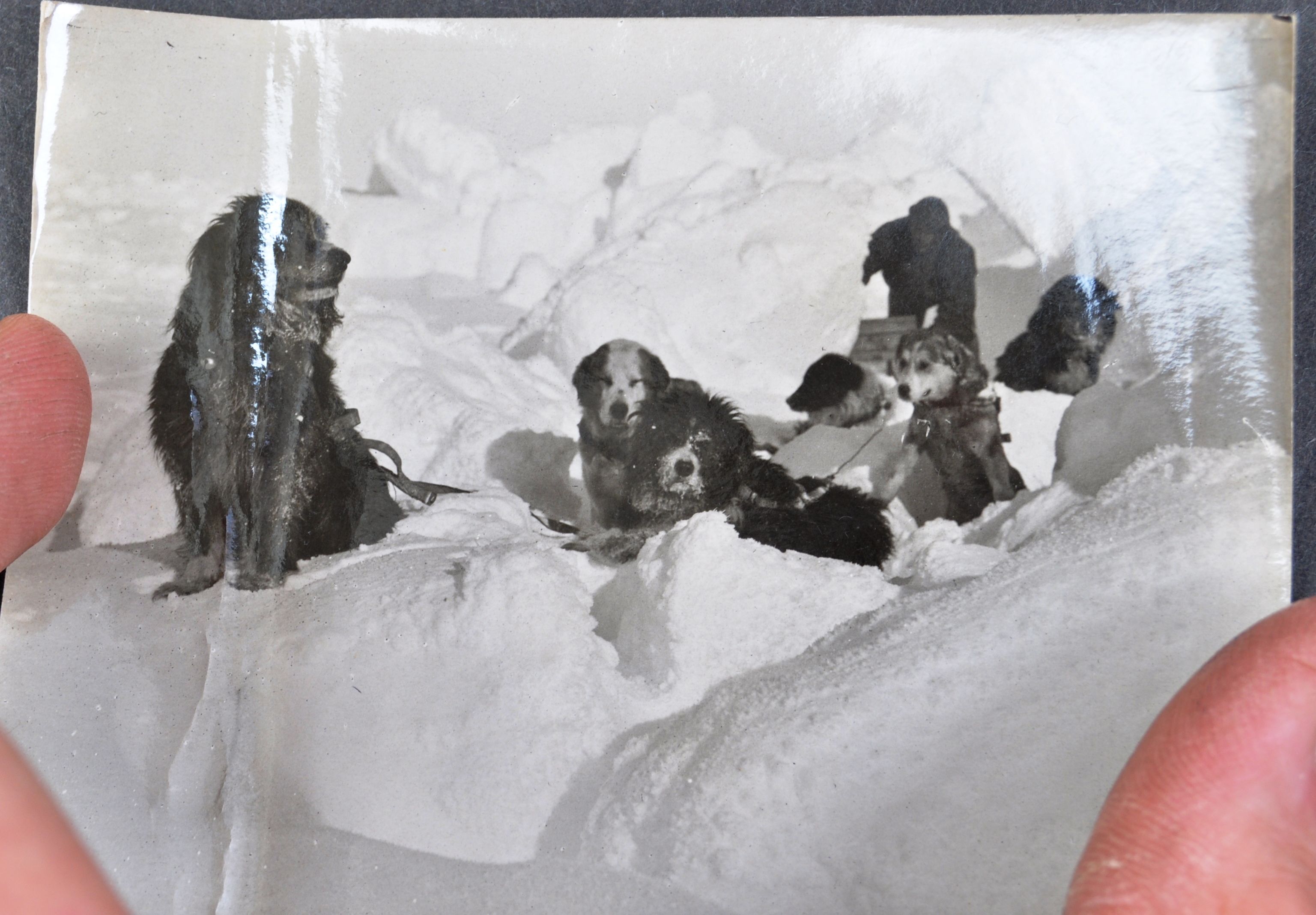 EXPLORATION - UNUSUAL SET OF DOG SLED POLAR MAGIC LANTERN SLIDES - Image 10 of 11